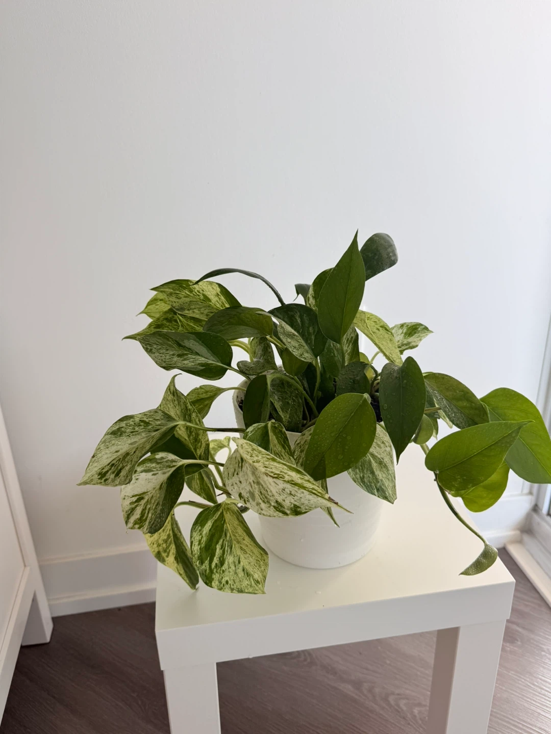 Marble queen in a white Ikea pot. - photo 2