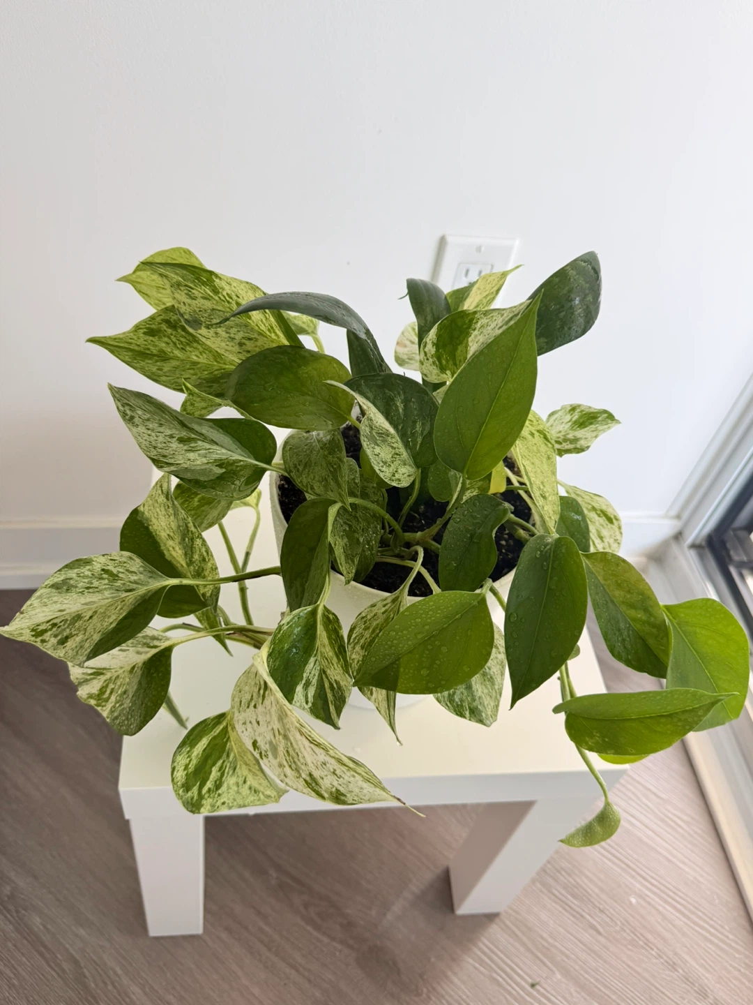 Marble queen in a white Ikea pot.