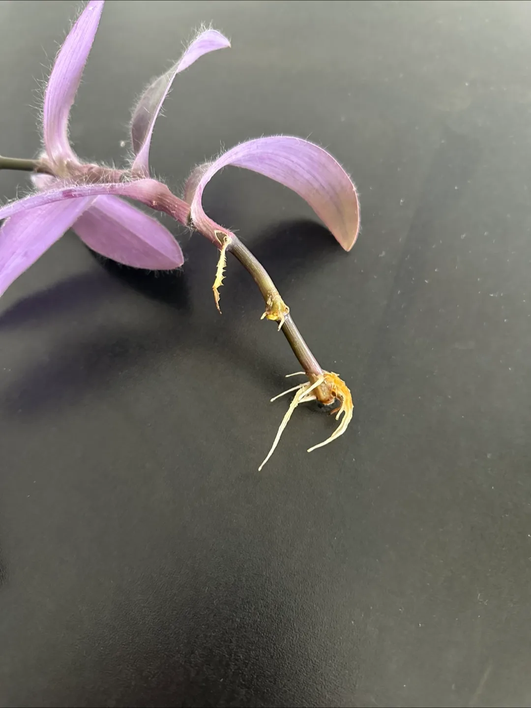 🧡 Tradescantia plant cutting image indicator(2)