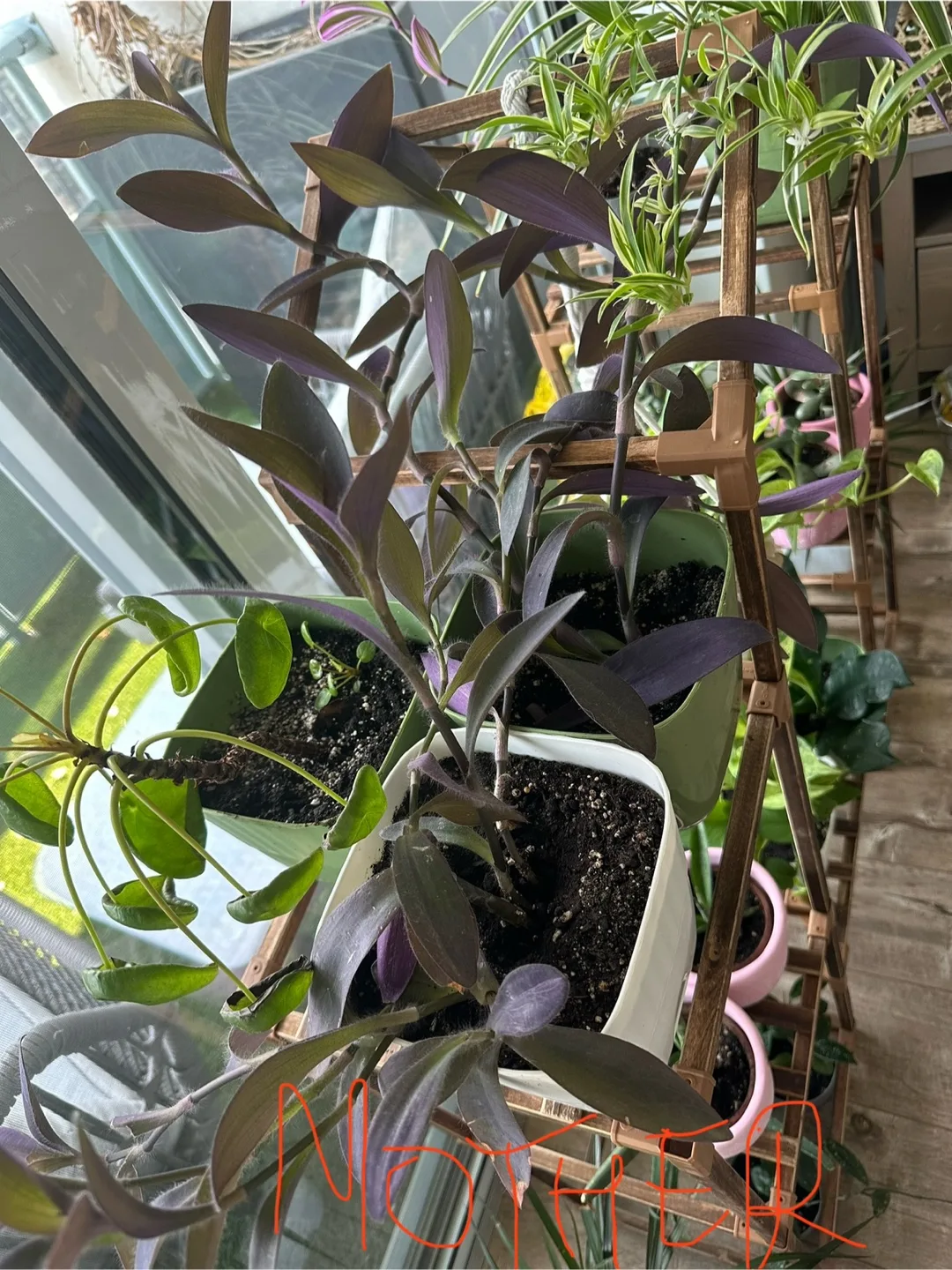 🧡 Tradescantia plant cutting image indicator(3)