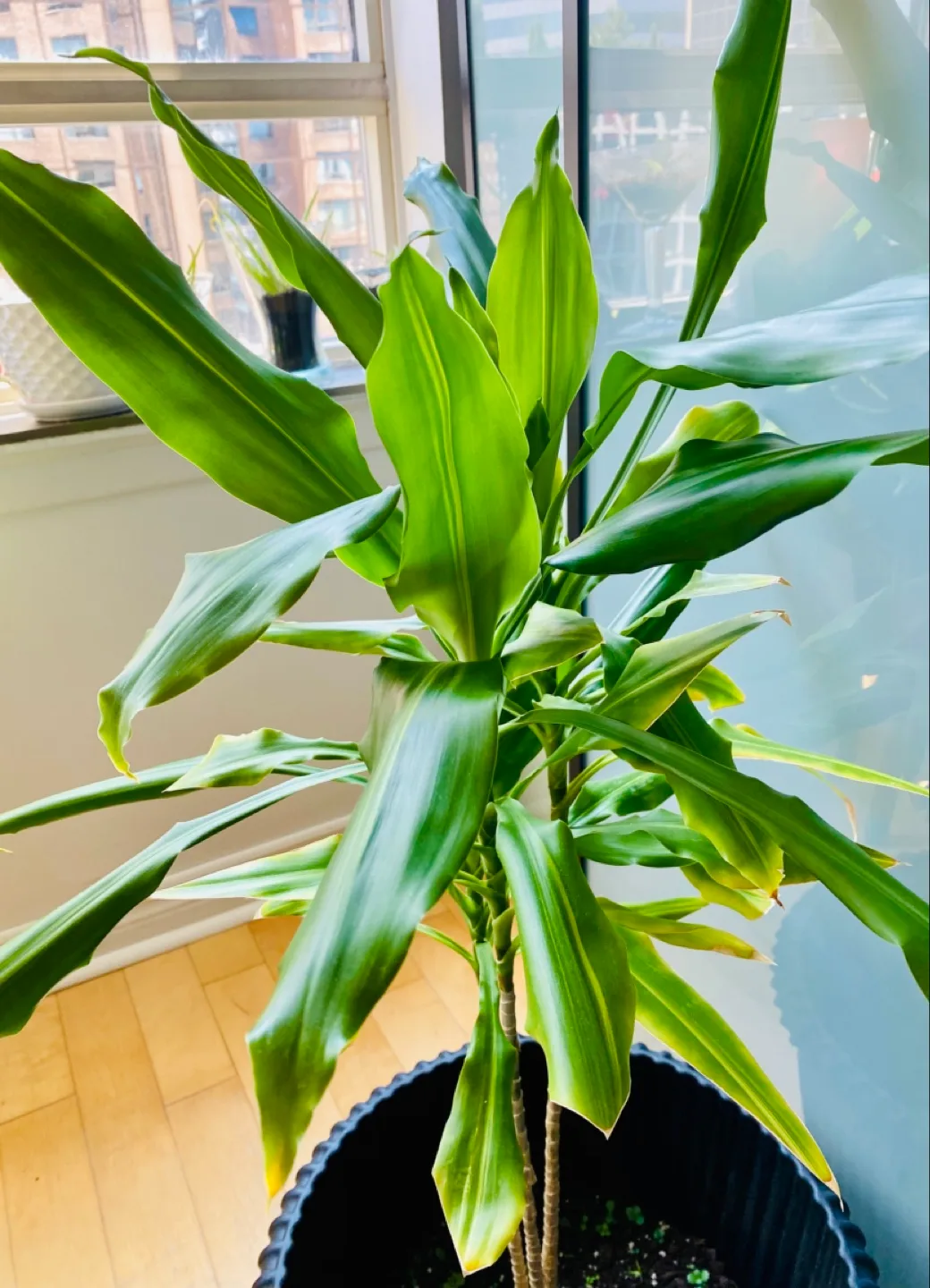 Large Dracaena Fragrans 'Cintho' Plant 🧡 image indicator(2)
