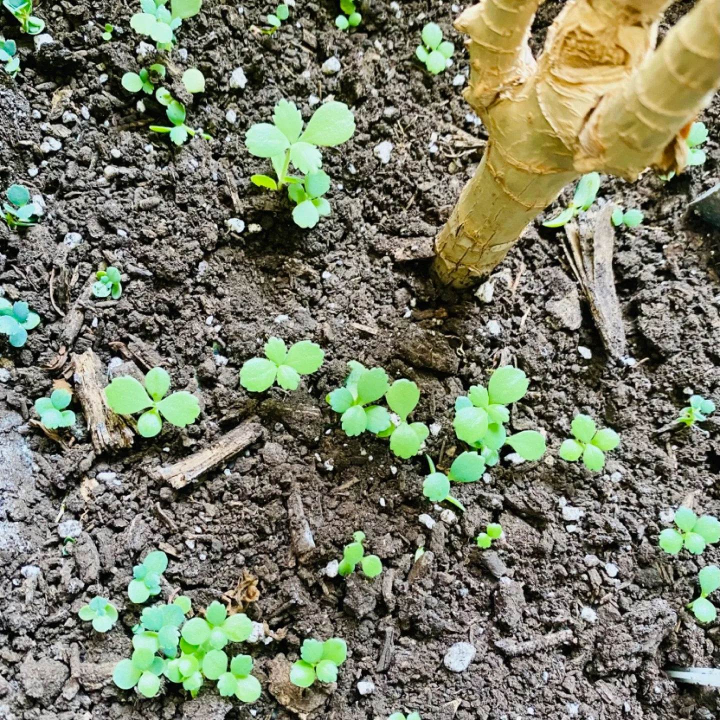 Large Dracaena Fragrans 'Cintho' Plant 🧡 image indicator(4)