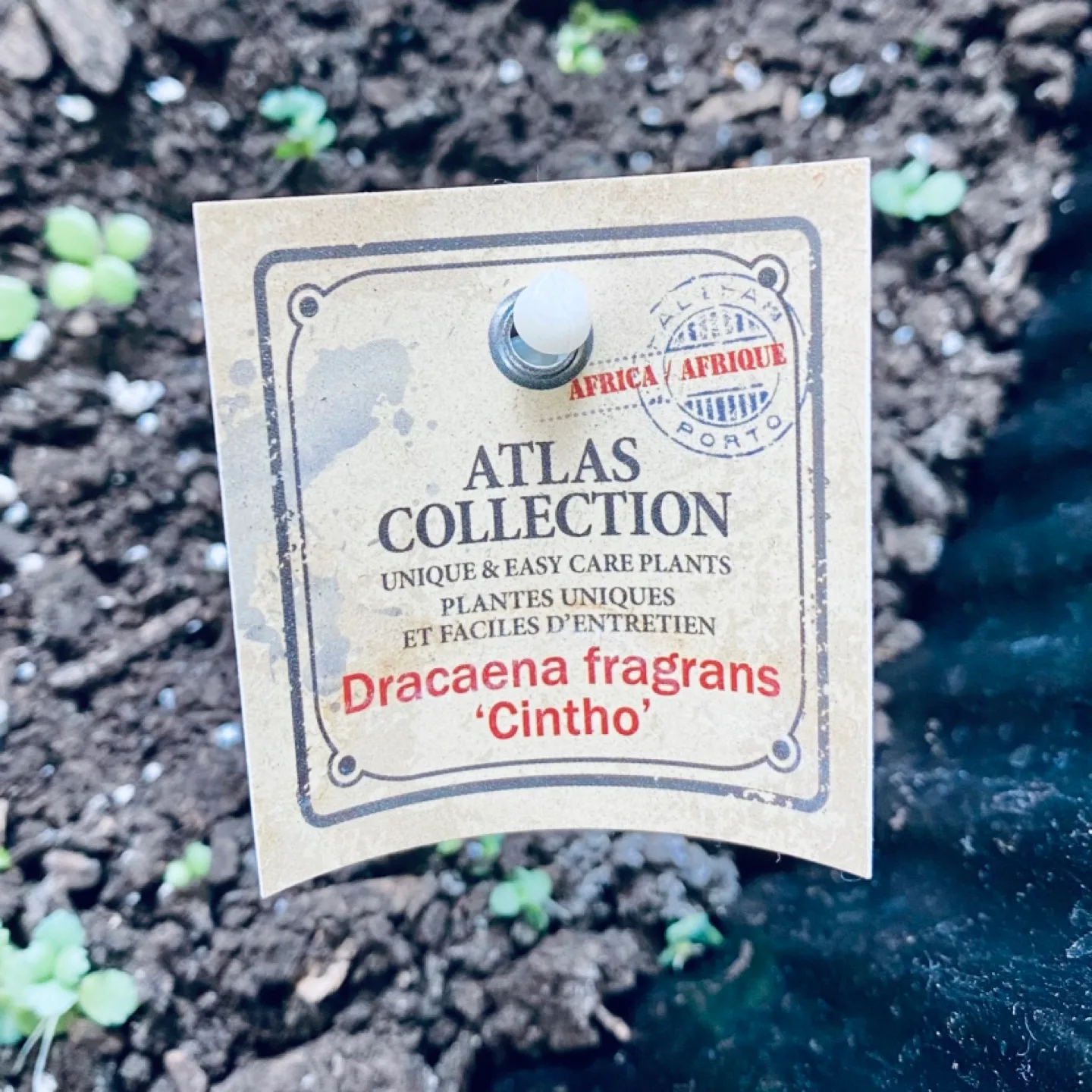 Large Dracaena Fragrans 'Cintho' Plant 🧡 image indicator(3)