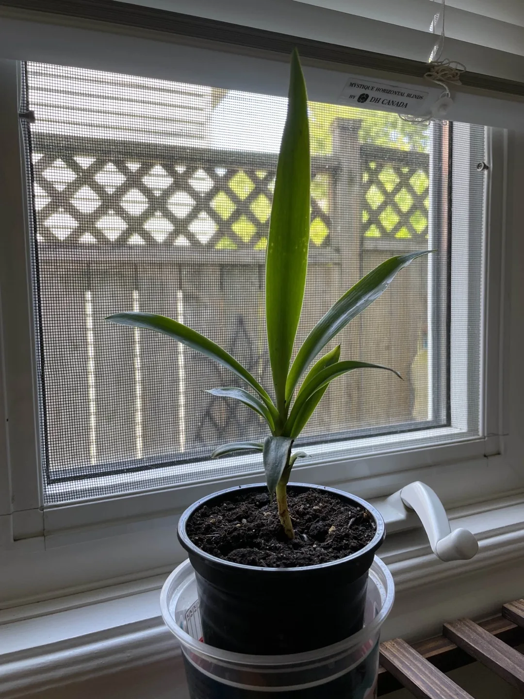 🧡 Baby Spineless Yucca Plant thumbnail