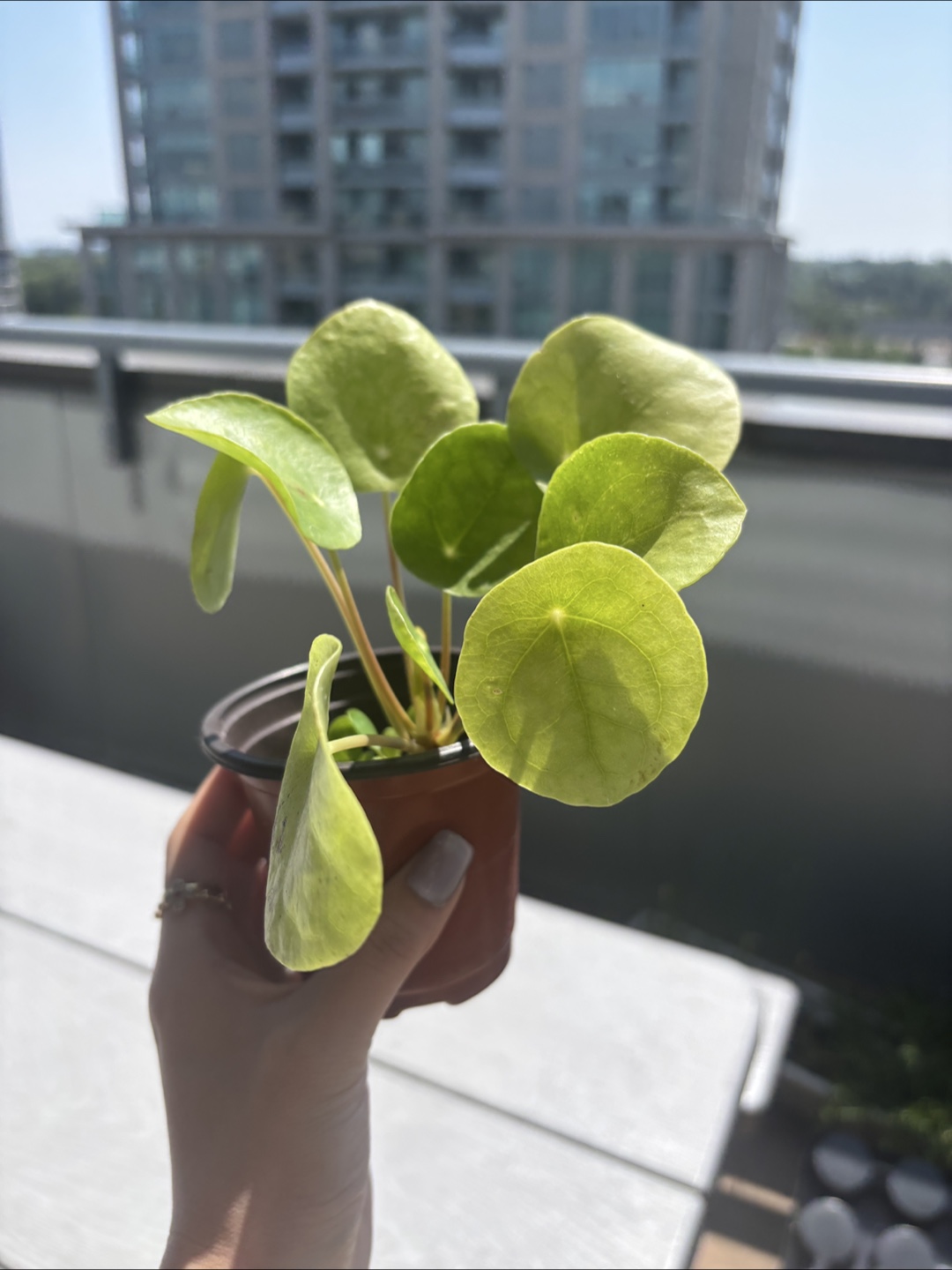 Pilea peperomioides (Chinese Money Plant) 🧡
