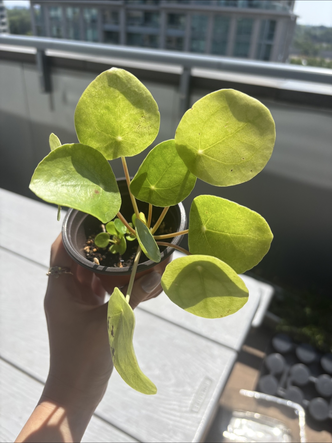 Pilea peperomioides (Chinese Money Plant) 🧡 - photo 2