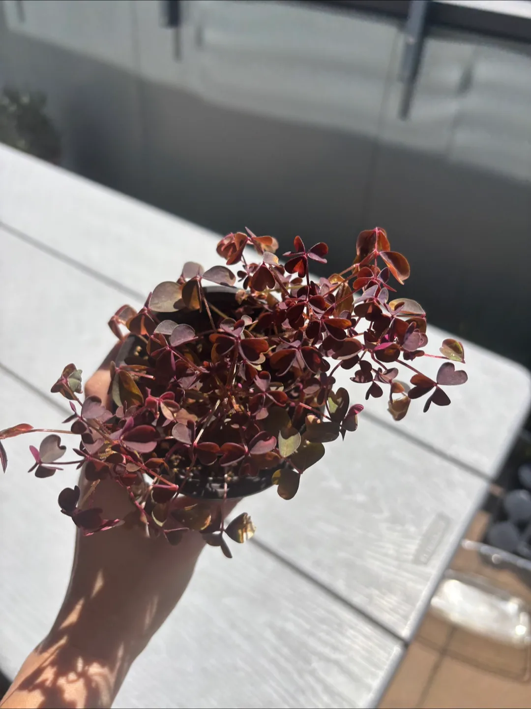 Oxalis plum crazy 🧡 image indicator(2)