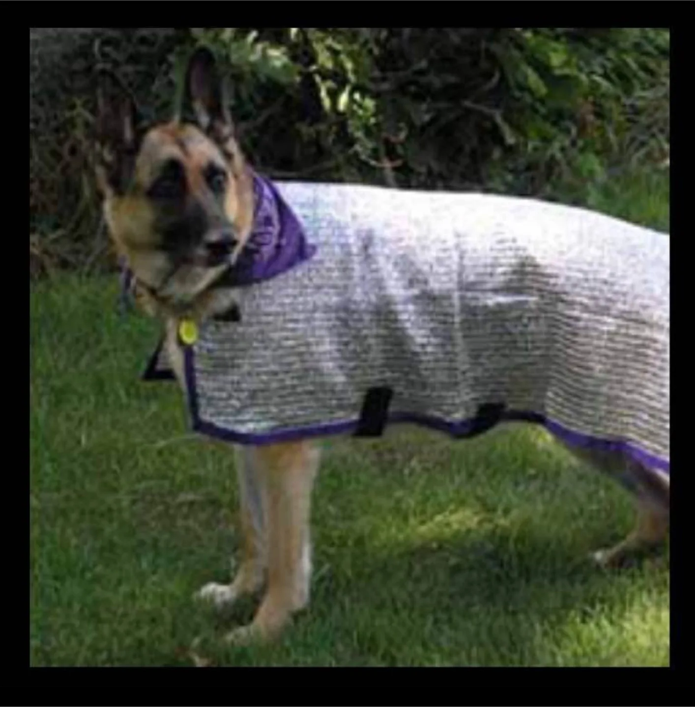 “K-9 BEAT the HEAT” COOLER for your Pet image indicator(3)