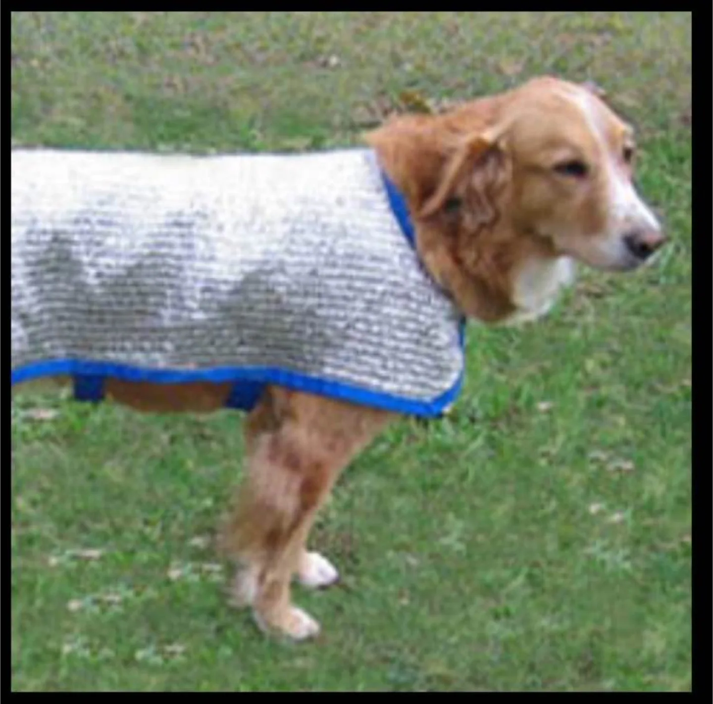 “K-9 BEAT the HEAT” COOLER for your Pet image indicator(4)