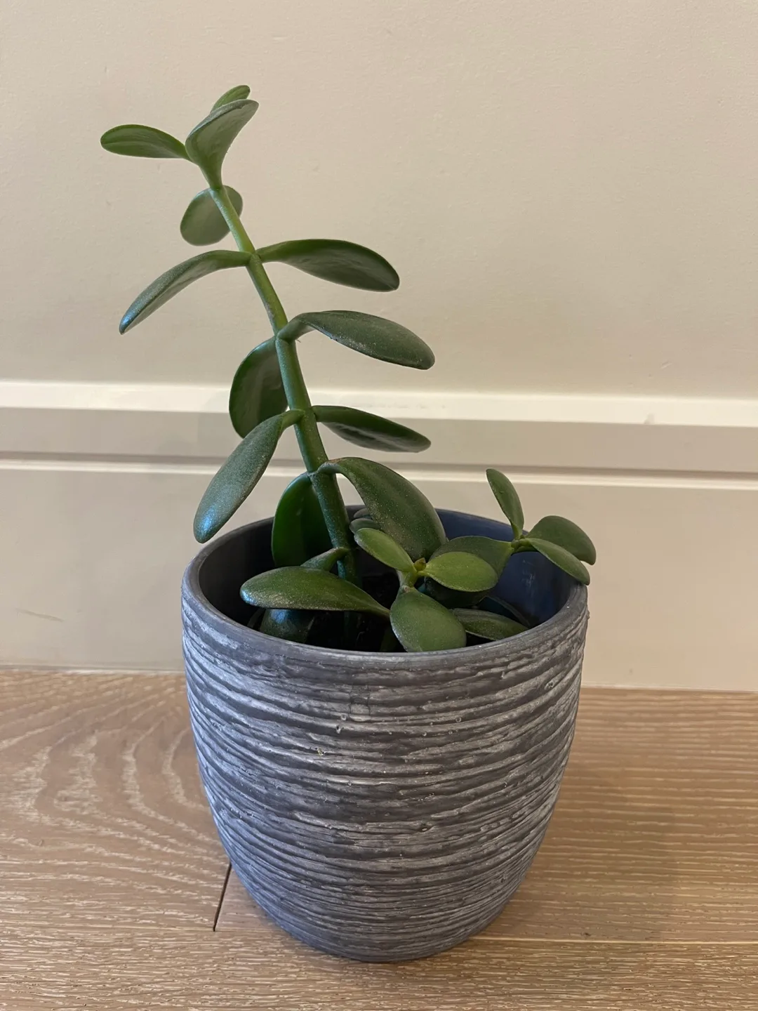 Jade Plant in Grey Pot thumbnail
