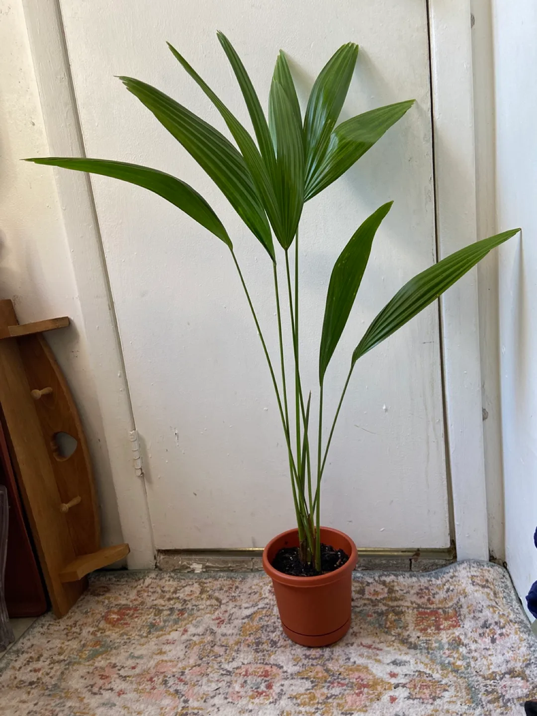 Cast Iron Live Plant thumbnail