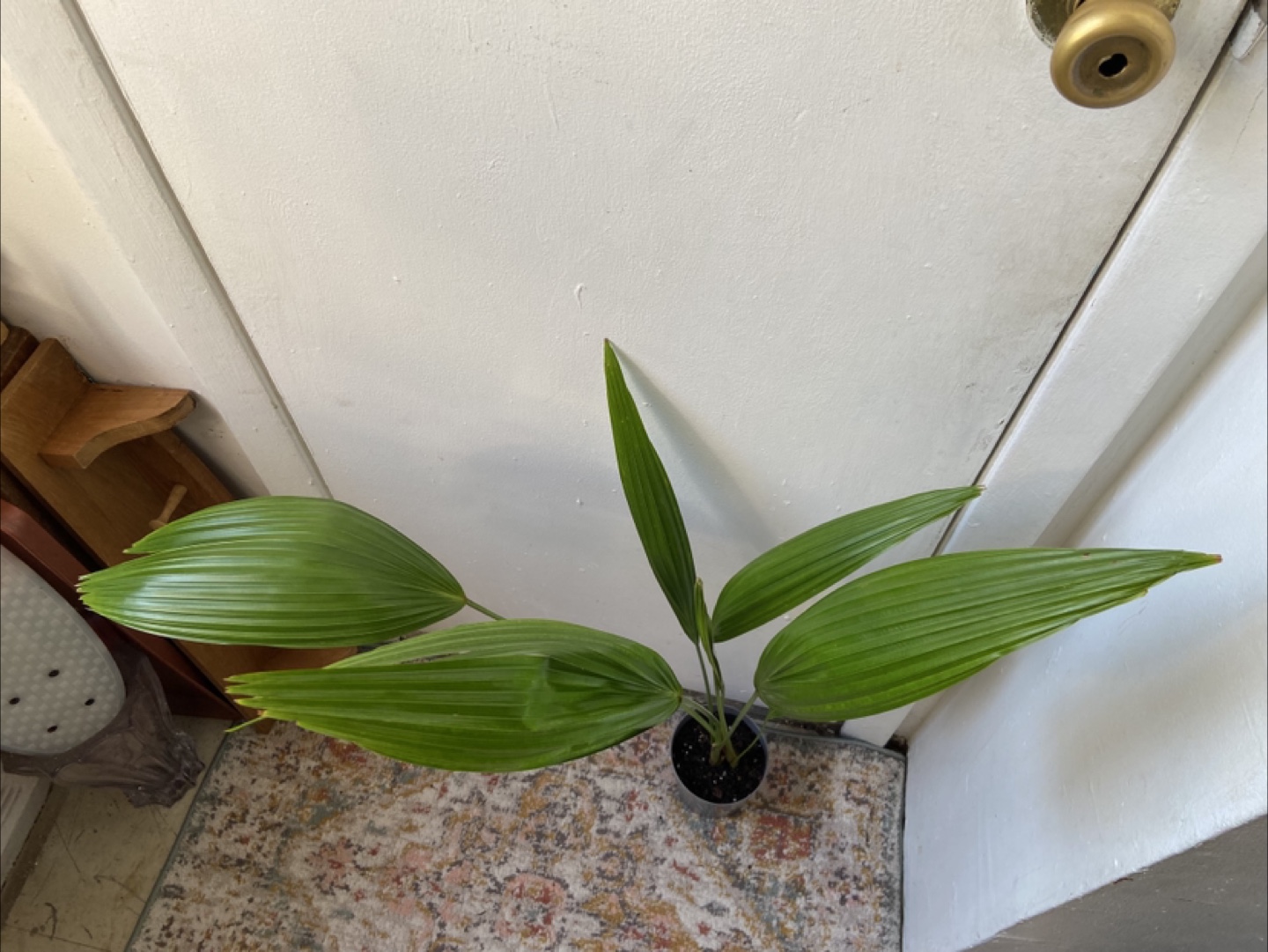 Cast Iron Live Plant - photo 4
