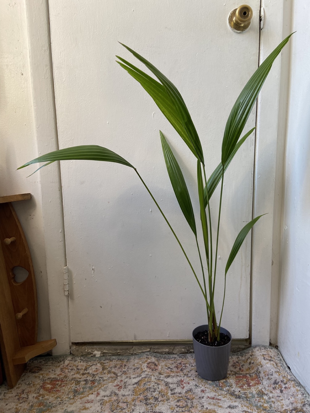 Cast Iron Live Plant