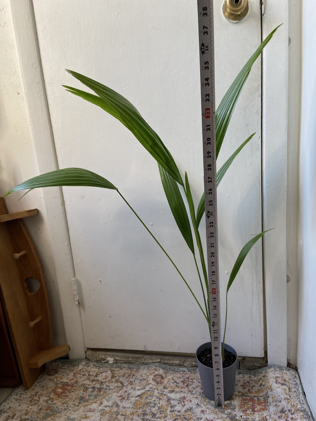 Cast Iron Live Plant - photo 2