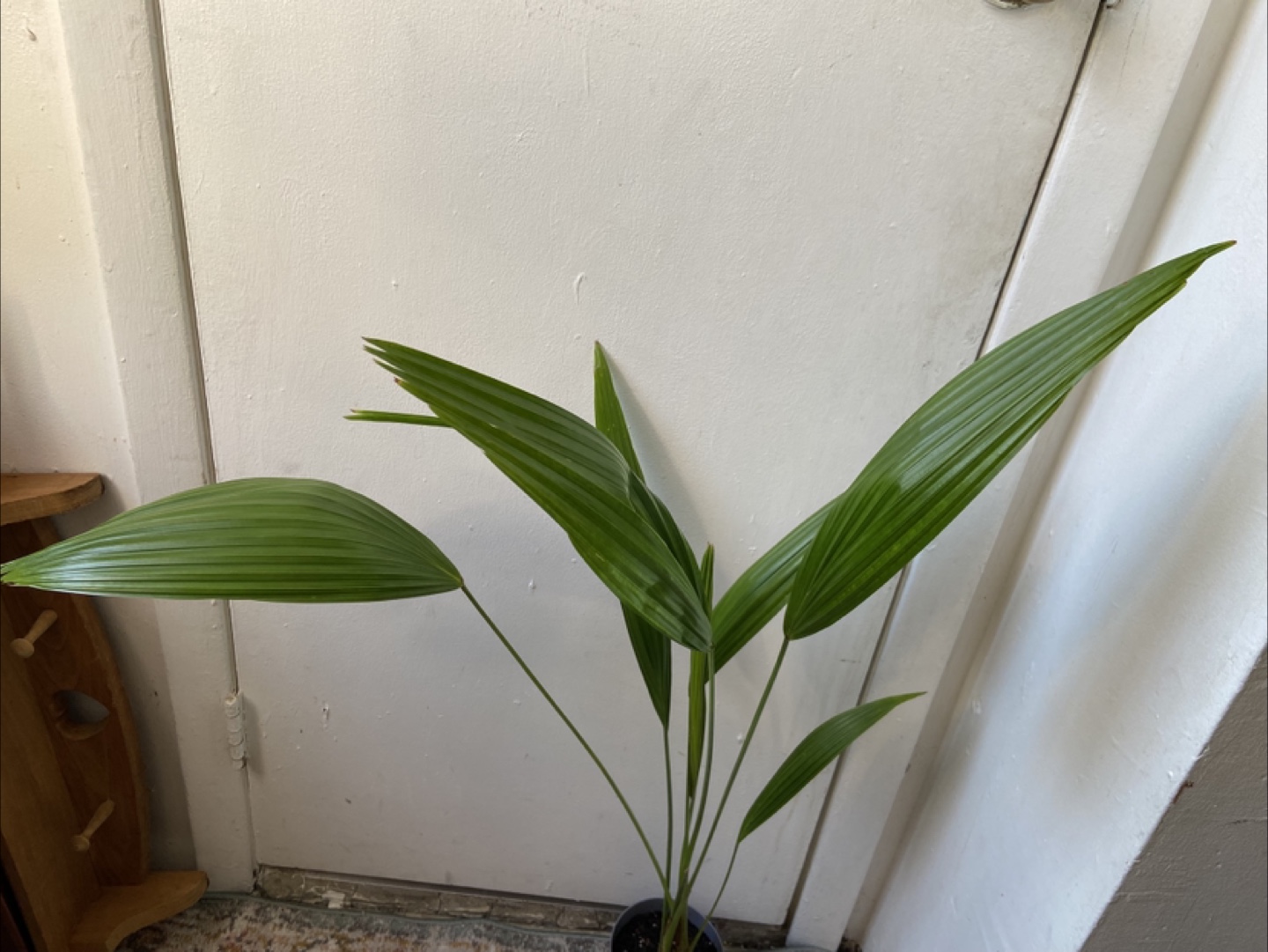 Cast Iron Live Plant - photo 3