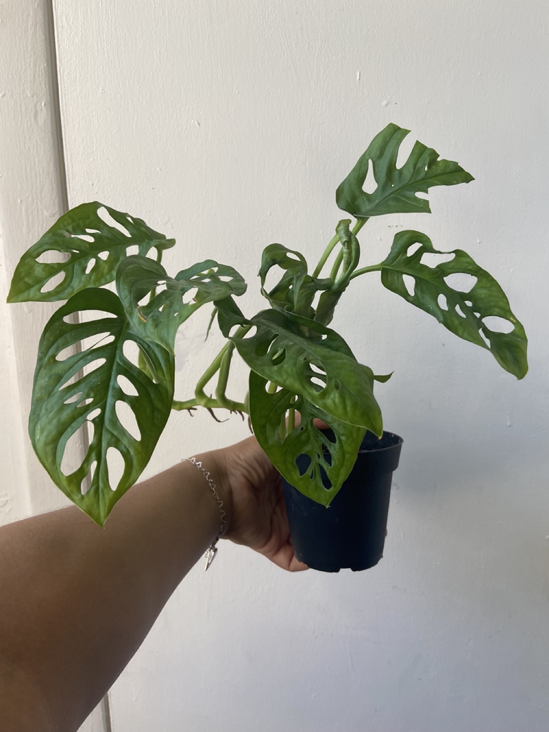 Monstera Swiss cheese 4 inch pot