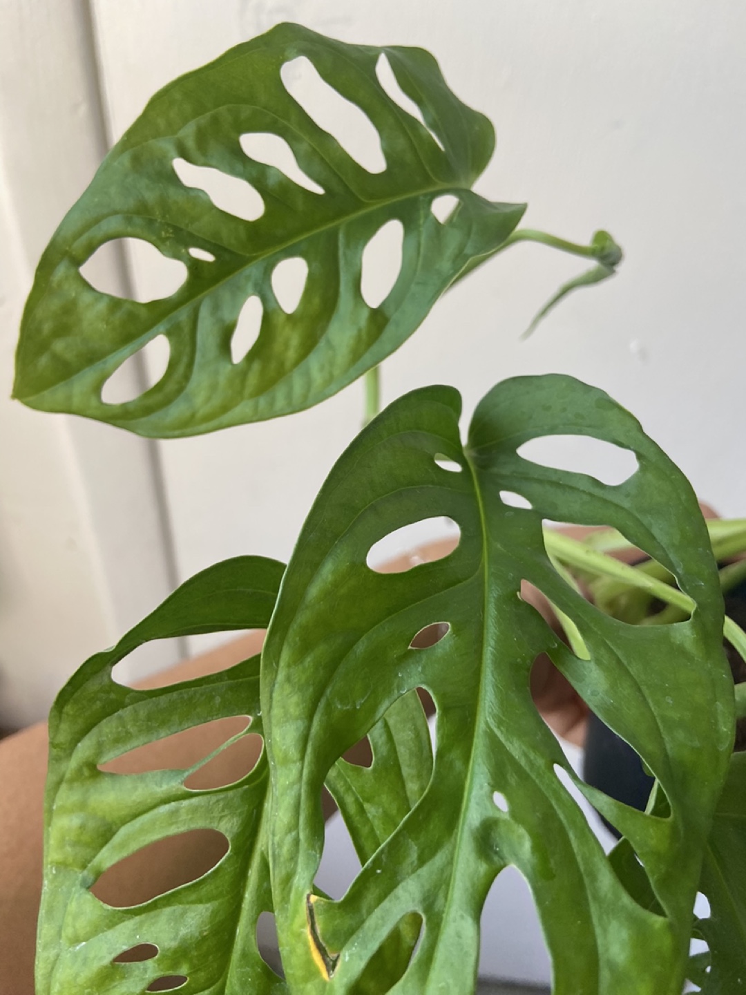 Monstera Swiss cheese 4 inch pot - photo 2