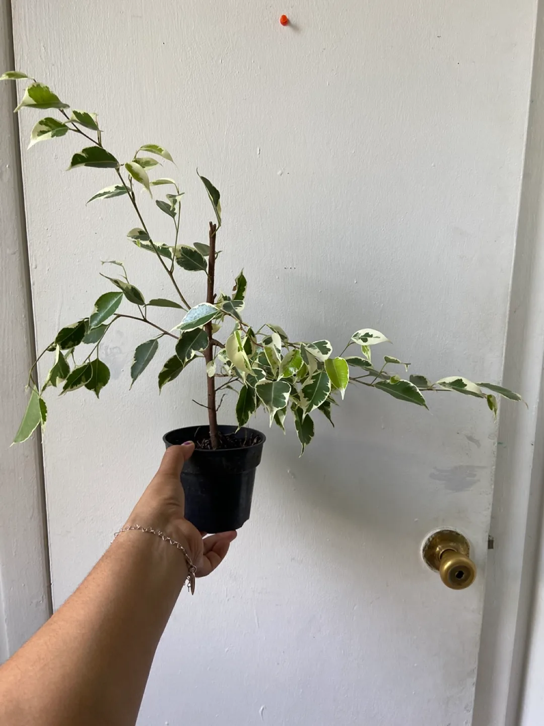 Ficus Benjamina Variegata Live  Plant thumbnail