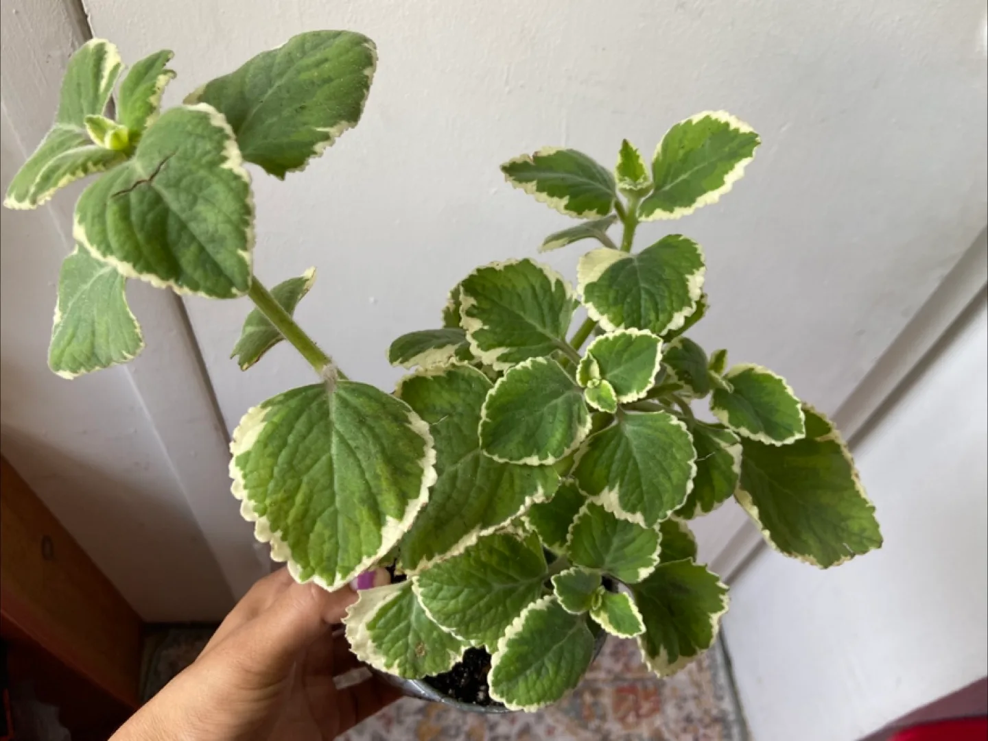 Cuban Oregano live Plant thumbnail