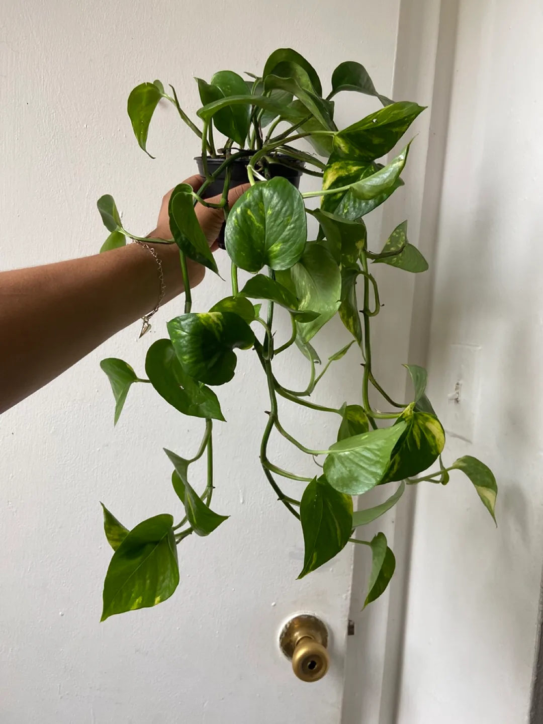 Golden pothos live Plant thumbnail