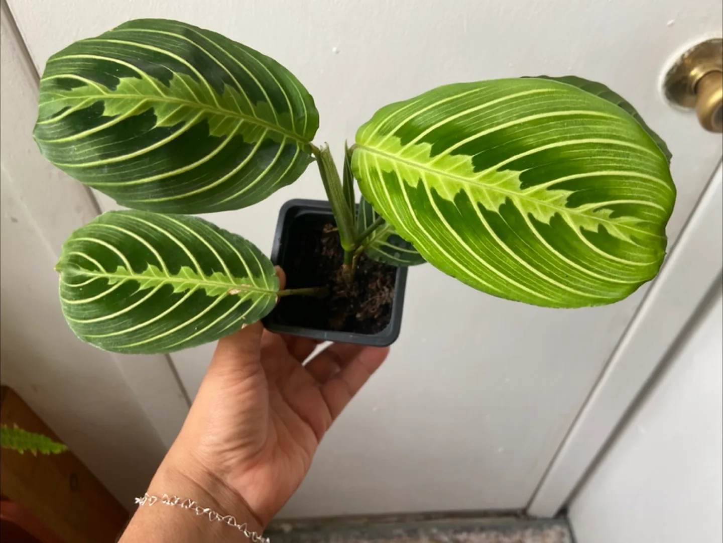 Lemon Lime Maranta Live Plant thumbnail