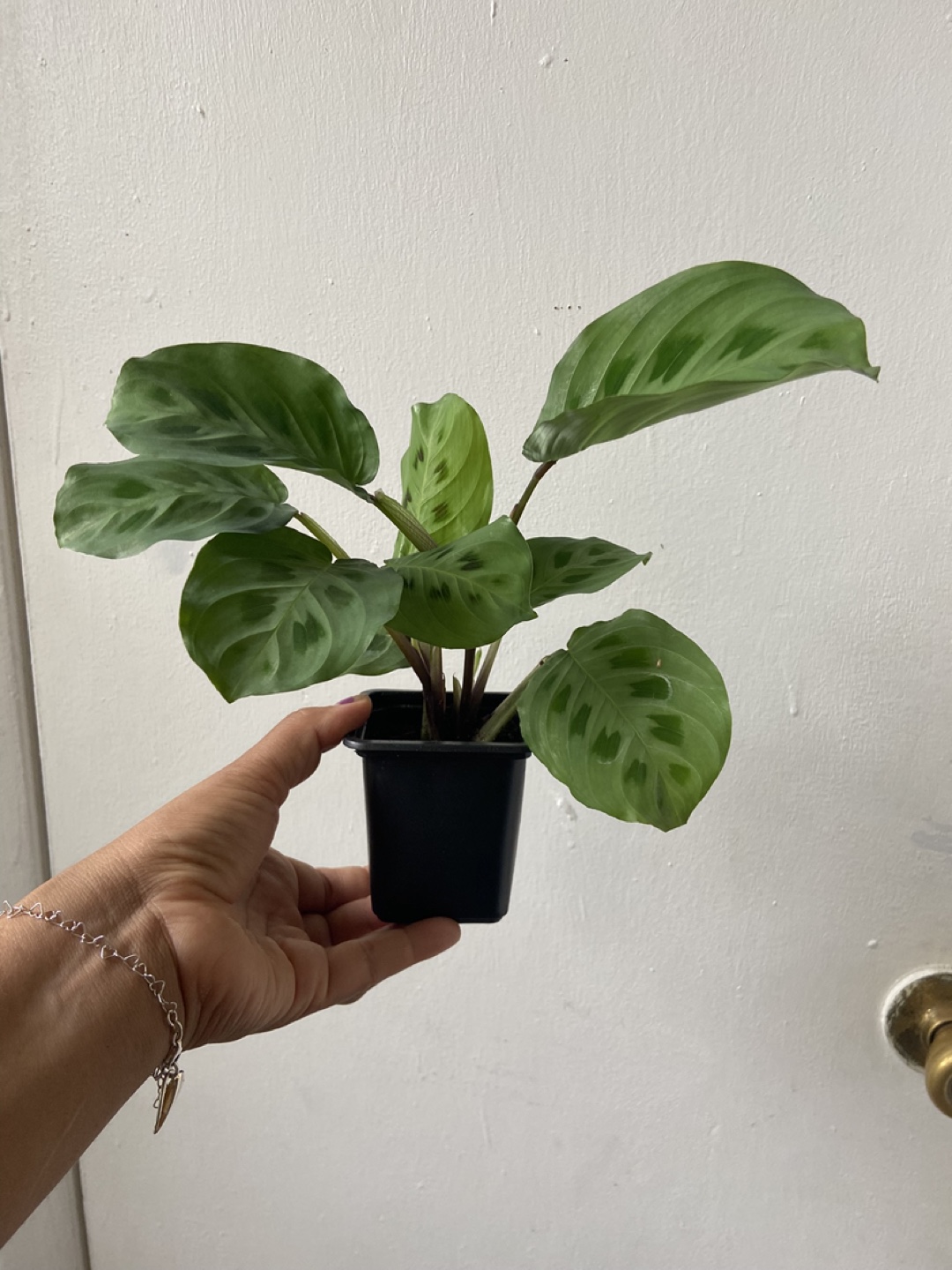 Maranta leuconeura live plant - photo 2