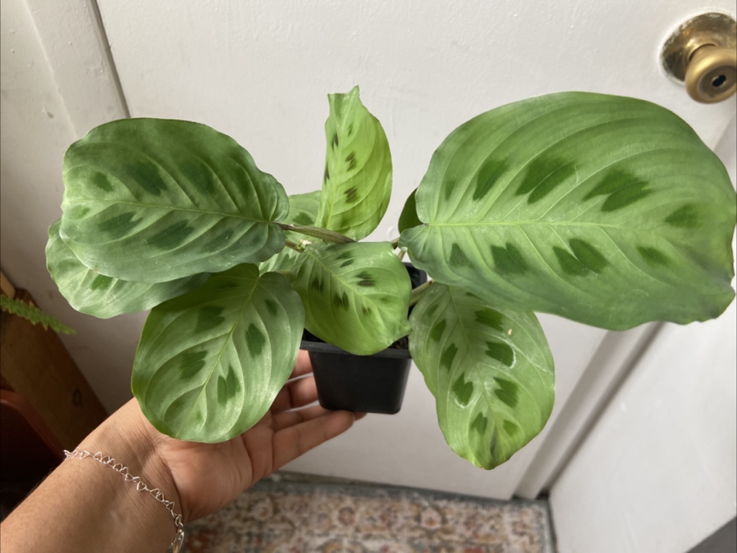 Maranta leuconeura live plant