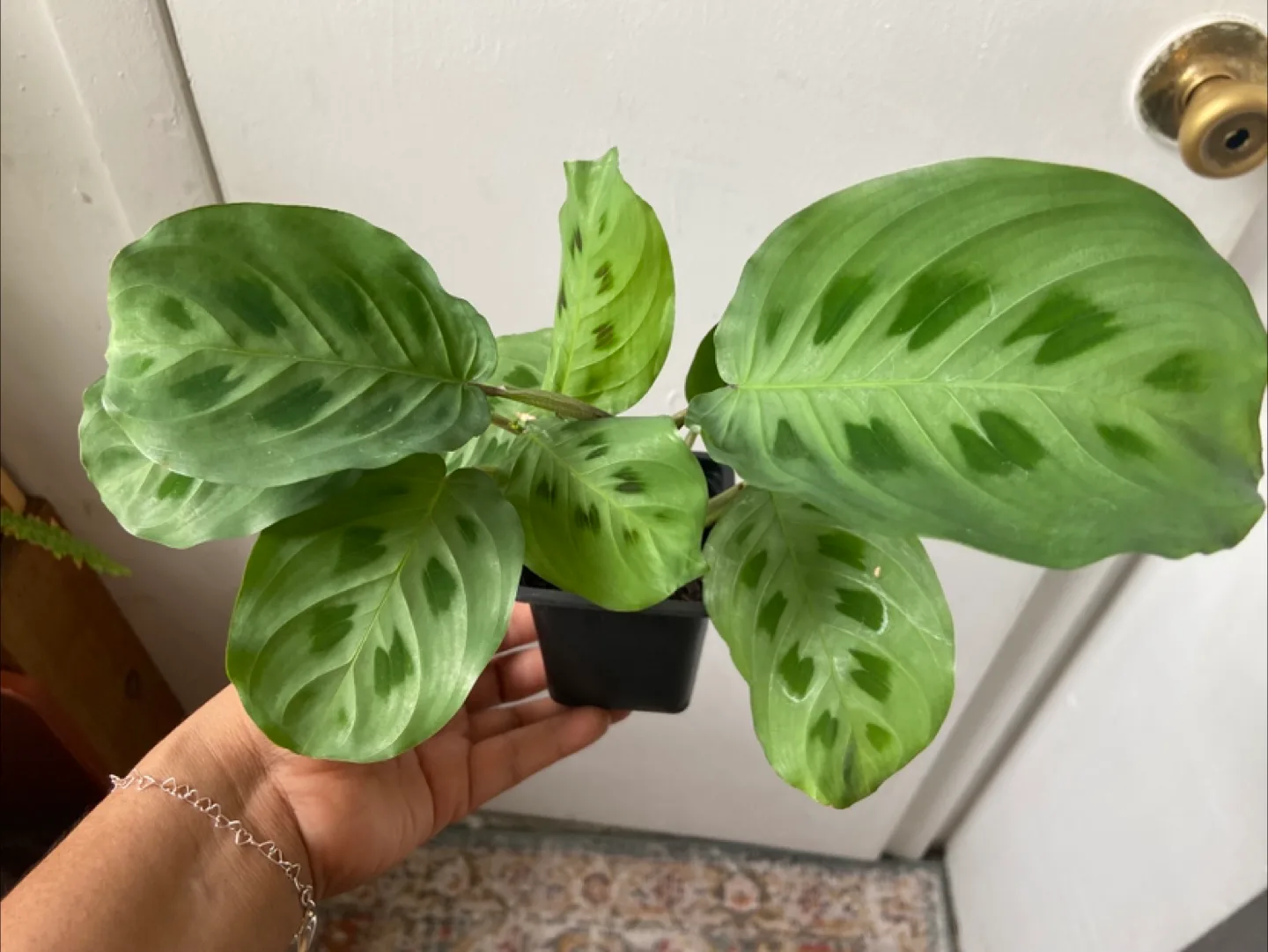 Maranta leuconeura live plant thumbnail