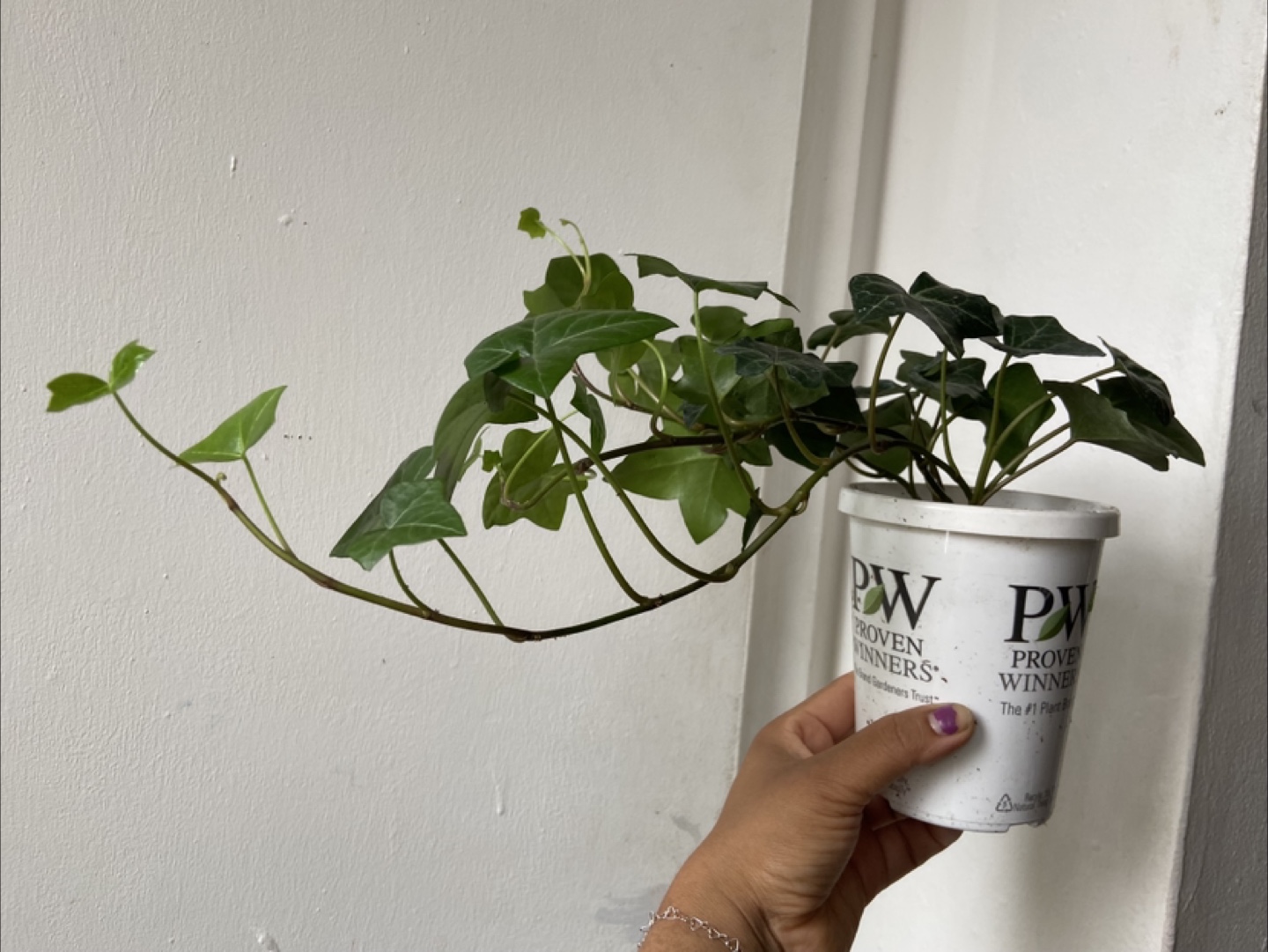 English Ivy Live Plant - photo 2