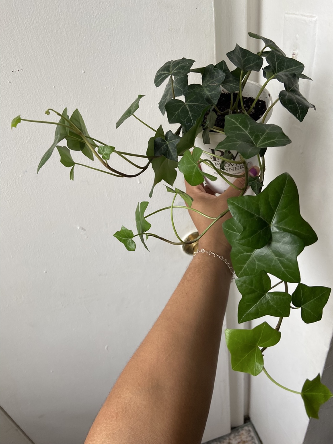 English Ivy Live Plant