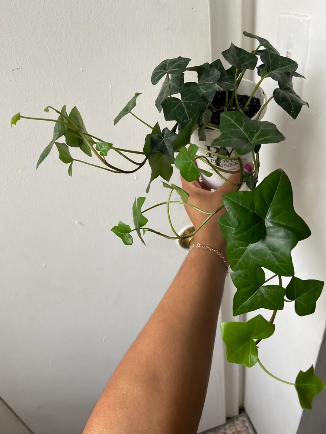 English Ivy Live Plant thumbnail
