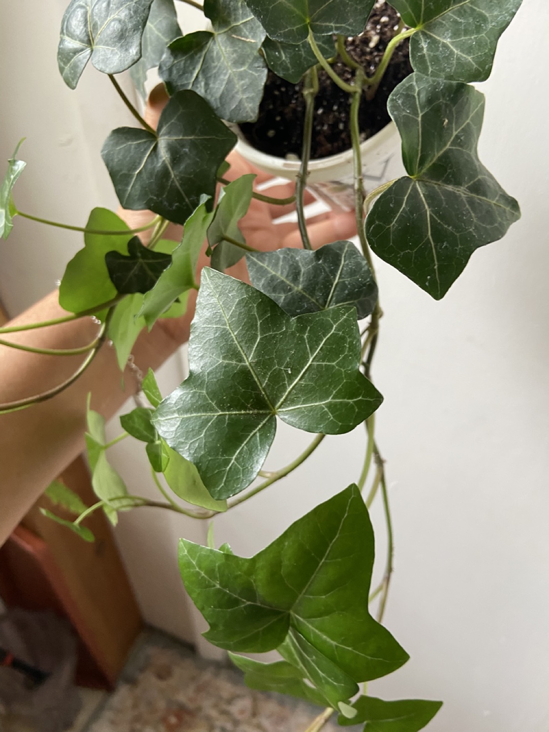 English Ivy Live Plant - photo 4