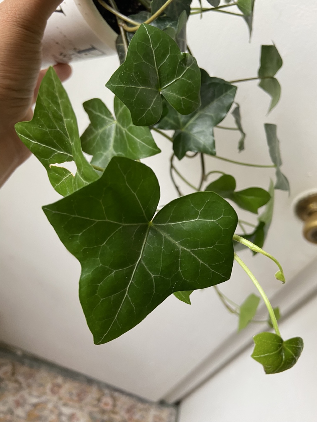 English Ivy Live Plant - photo 3