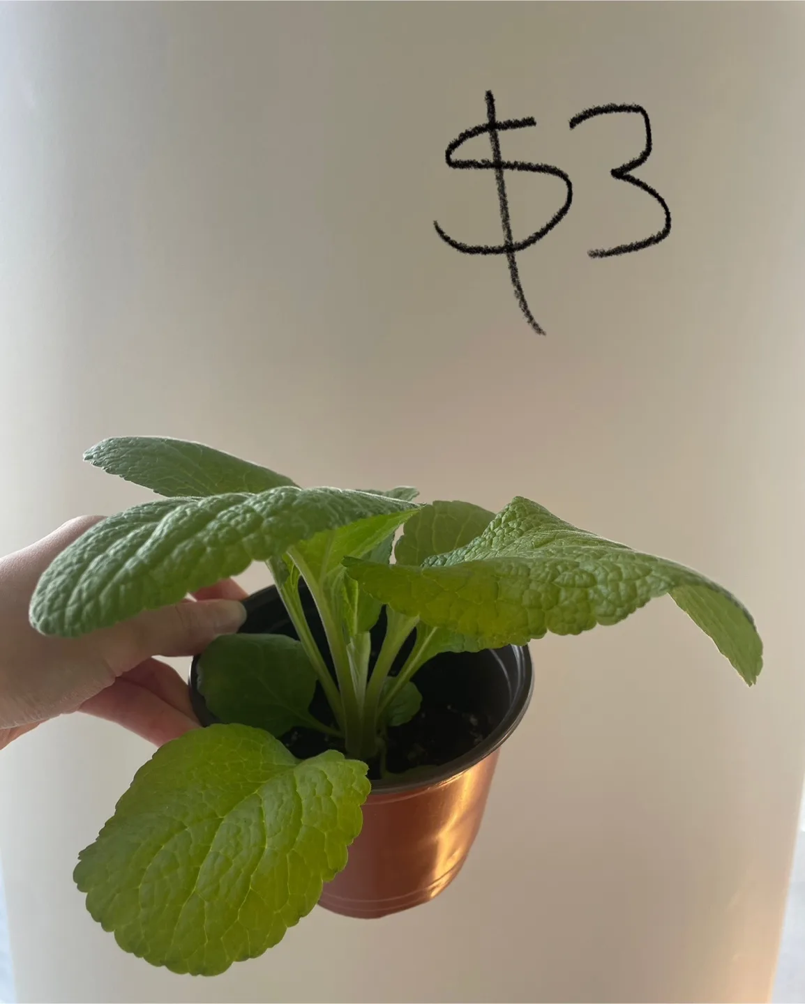 Foxglove seedlings - buy 2 get 3rd pot for free thumbnail