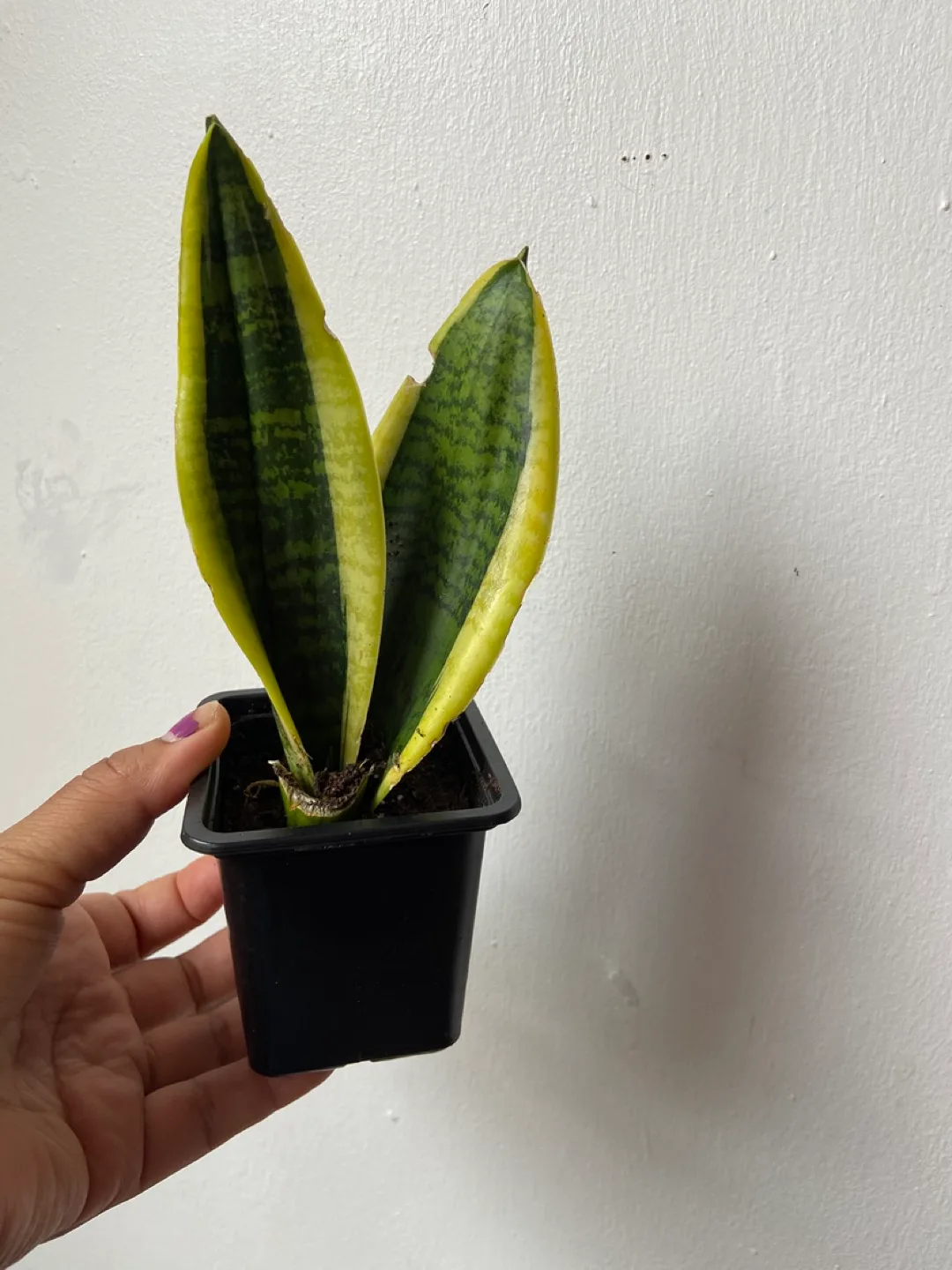 Snake Plant live thumbnail