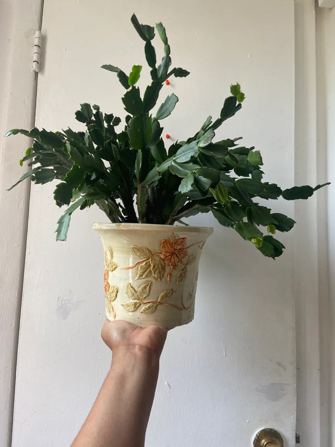 Christmas cactus waive plant with ceramic pot thumbnail