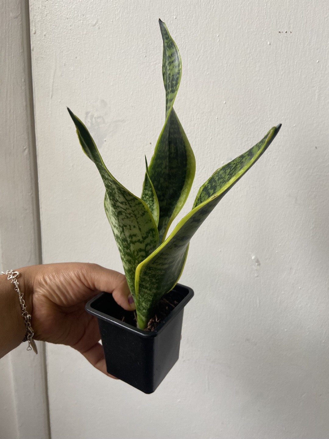 Snake Plant - photo 2