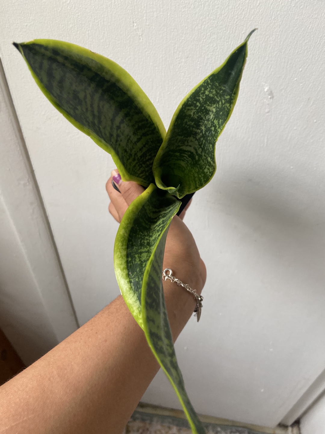Snake Plant - photo 3