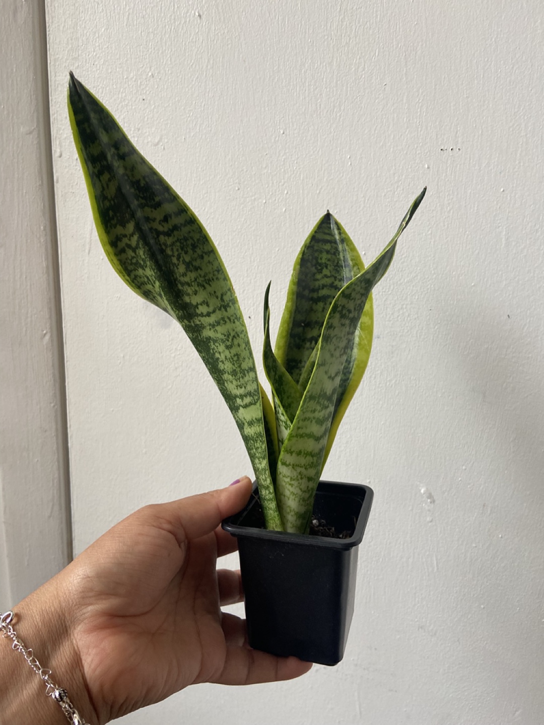 Snake Plant