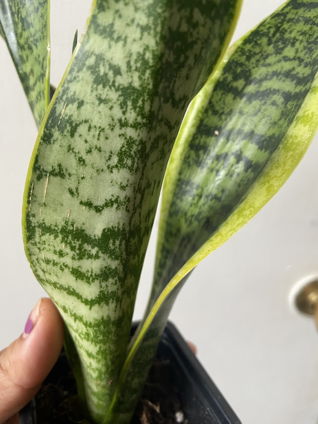 Snake Plant - photo 4