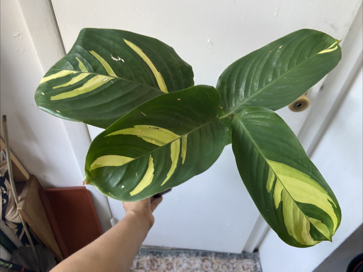 Ctenanthe Lubbersiana Golden Mosaic - photo 4