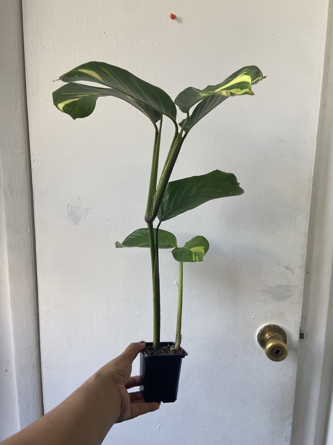 Ctenanthe Lubbersiana Golden Mosaic - photo 2