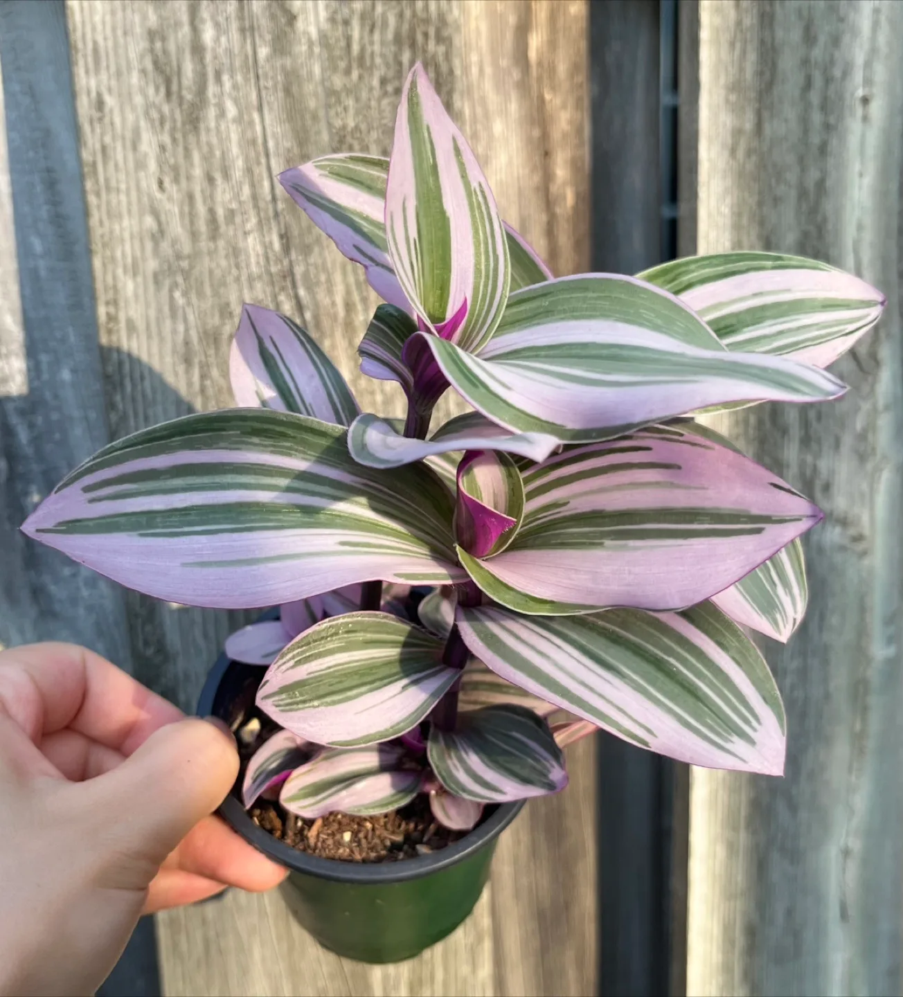 Tradescantia Nanouk thumbnail