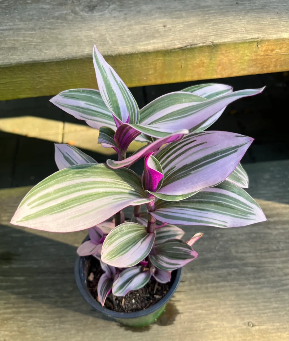 Tradescantia Nanouk Plant thumbnail