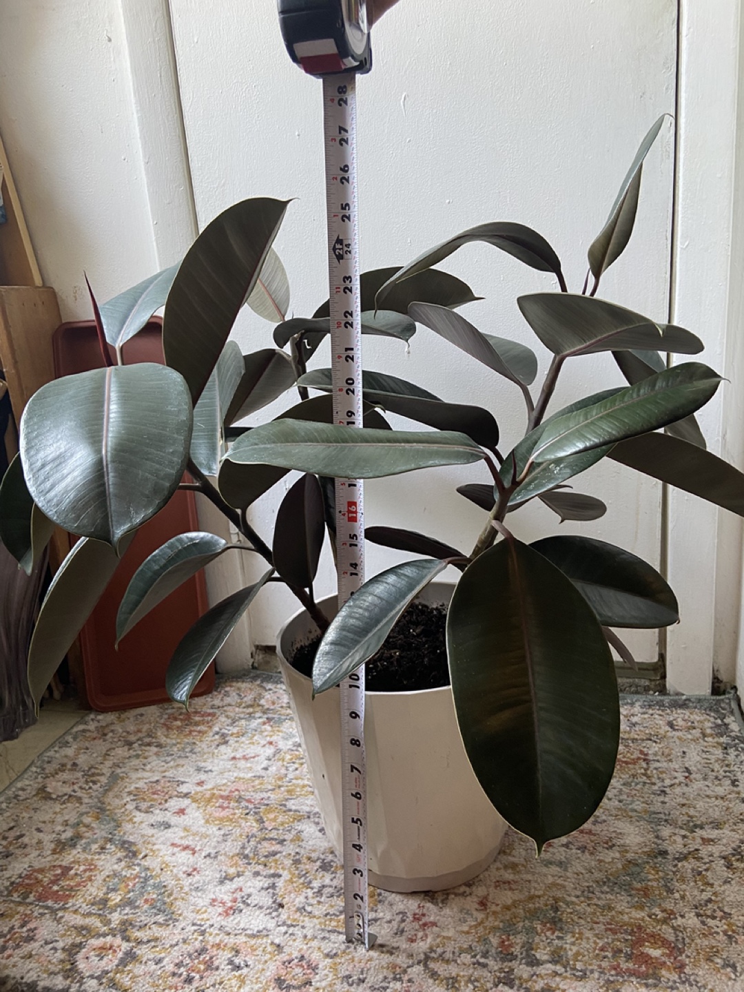 Large ficus Elastica burgundy 2 plants in one pot - photo 2