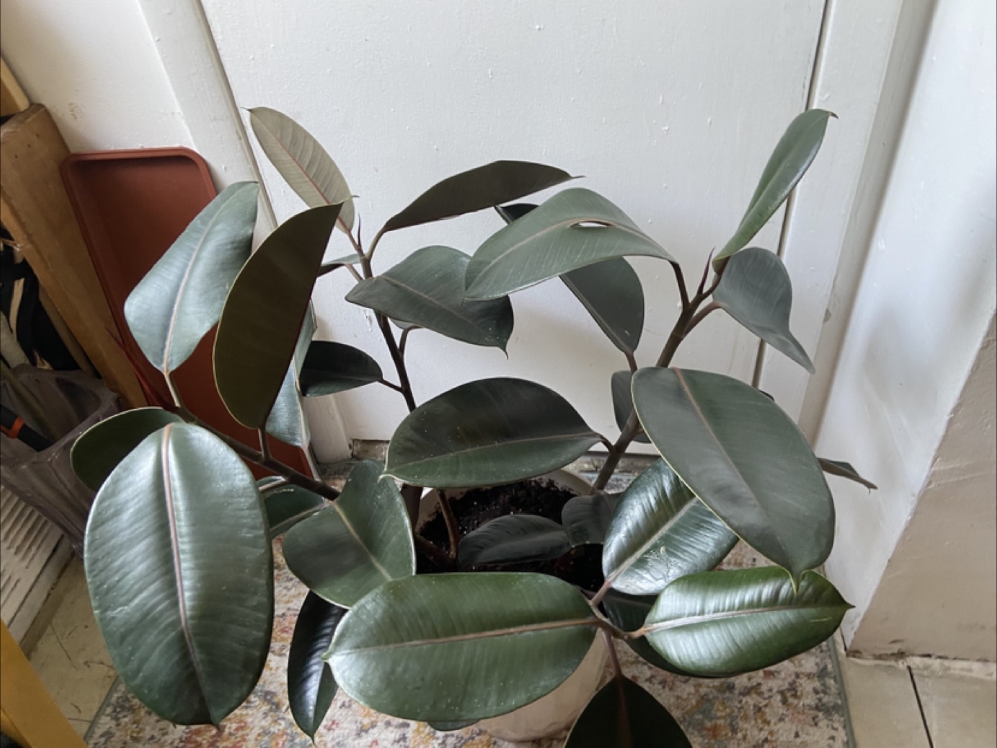 Large ficus Elastica burgundy 2 plants in one pot - photo 4