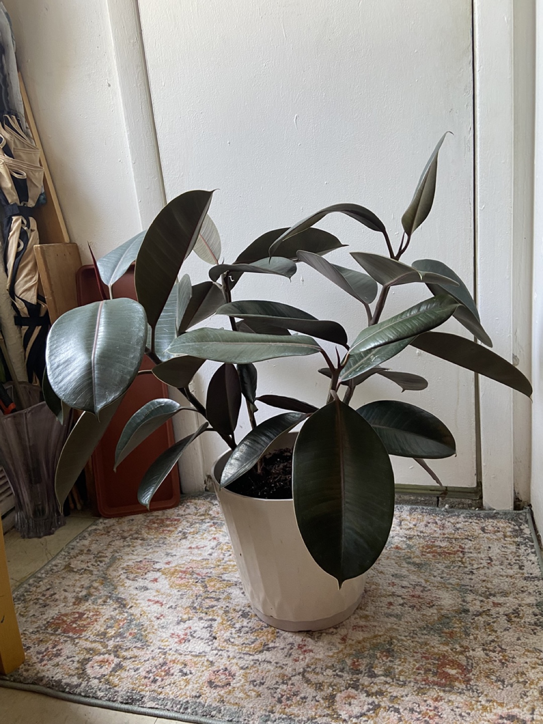 Large ficus Elastica burgundy 2 plants in one pot