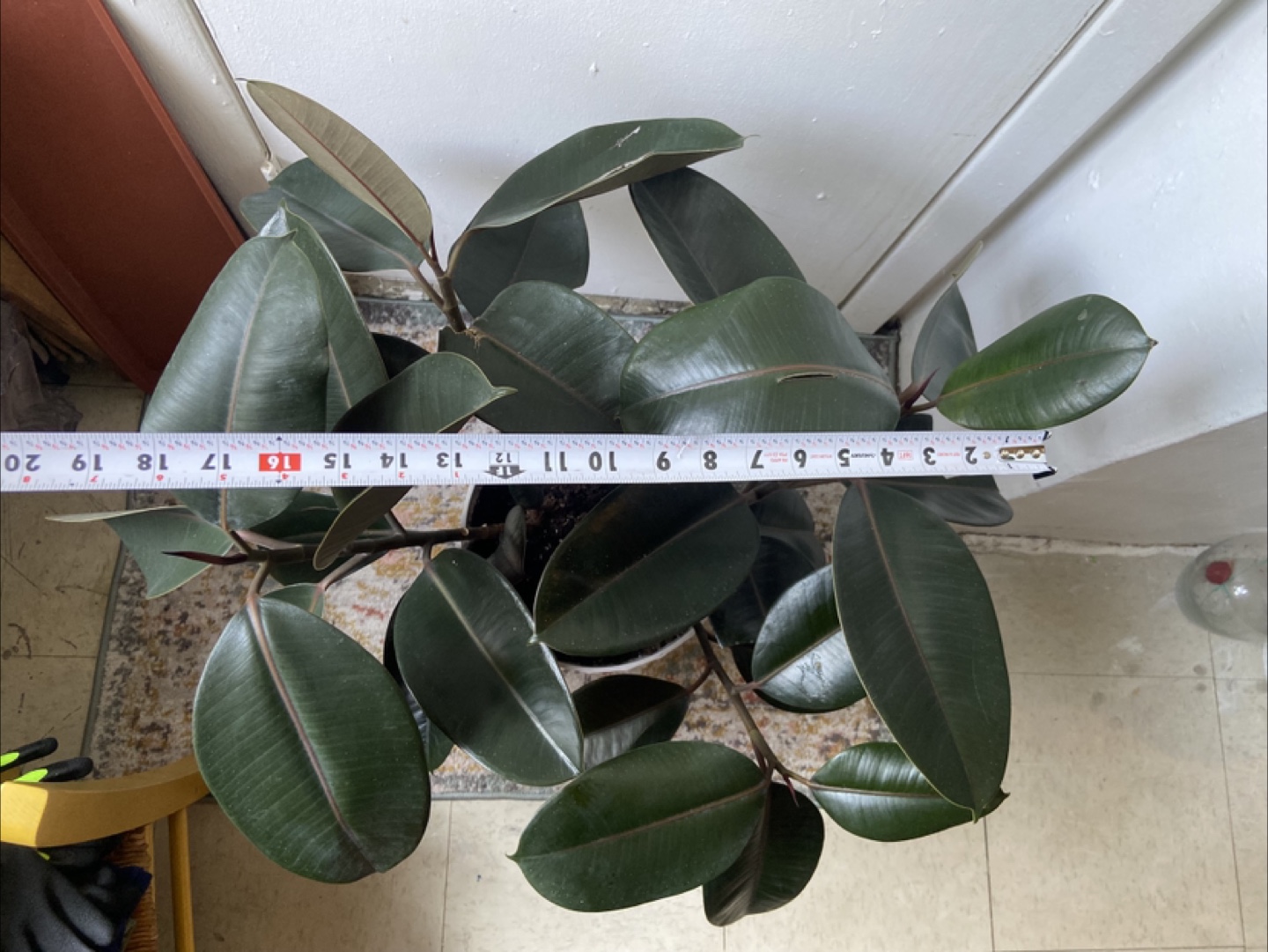 Large ficus Elastica burgundy 2 plants in one pot - photo 3