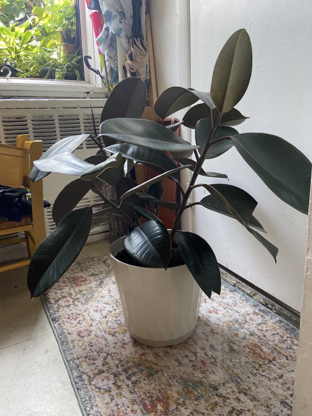 Large ficus Elastica burgundy 2 plants in one pot - photo 5