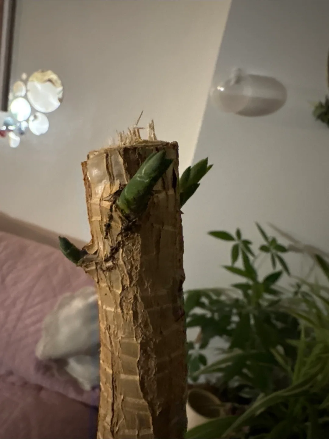 🧡Money Tree Cutting in Nescafe Jar image indicator(2)